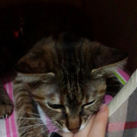 Tekir Kedi, Kedi  Şevket fotoğrafı