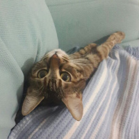 Tekir Kedi, Kedi  Şevket fotoğrafı