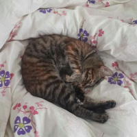 Tekir Kedi, Kedi  Şevket fotoğrafı