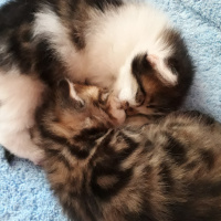 Tekir Kedi, Kedi  Mioş-Minnoş fotoğrafı