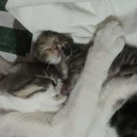 Tekir Kedi, Kedi  Mioş-Minnoş fotoğrafı