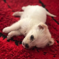 Maltese, Köpek  Carlos fotoğrafı