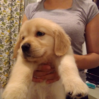Golden Retriever, Köpek  Bambam fotoğrafı