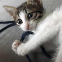 Tekir Kedi, Kedi  Agnes fotoğrafı