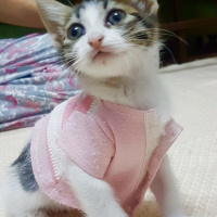Tekir Kedi, Kedi  Agnes fotoğrafı