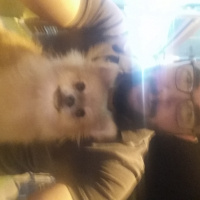 Pomeranyalı, Köpek  Sehzade fotoğrafı