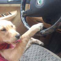 Golden Retriever, Köpek  Mina fotoğrafı