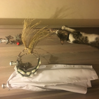 Tekir Kedi, Kedi  Pakito fotoğrafı