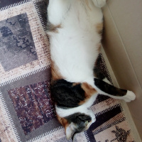 Tekir Kedi, Kedi  Cırga (Moke) fotoğrafı
