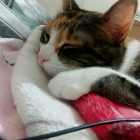 Tekir Kedi, Kedi  Cırga (Moke) fotoğrafı
