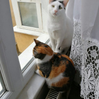 Tekir Kedi, Kedi  Cırga (Moke) fotoğrafı