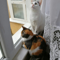 Tekir Kedi, Kedi  Cırga (Moke) fotoğrafı