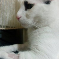 Tekir Kedi, Kedi  Meyan (Poke) fotoğrafı