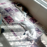 Tekir Kedi, Kedi  Meyan (Poke) fotoğrafı