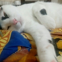 Tekir Kedi, Kedi  Meyan (Poke) fotoğrafı