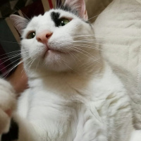 Tekir Kedi, Kedi  Meyan (Poke) fotoğrafı