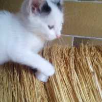 Tekir Kedi, Kedi  Meyan (Poke) fotoğrafı