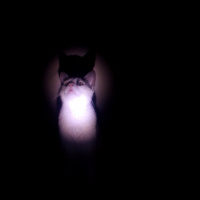 Tekir Kedi, Kedi  Meyan (Poke) fotoğrafı