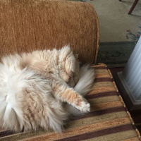İran Kedisi (Persian), Kedi  Tarçın fotoğrafı