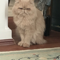 İran Kedisi (Persian), Kedi  Tarçın fotoğrafı