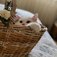 Scottish Fold, Kedi  Asya fotoğrafı
