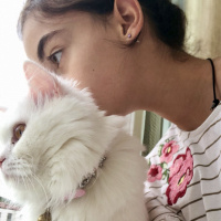 Scottish Fold, Kedi  Asya fotoğrafı