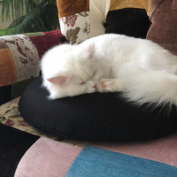 Scottish Fold, Kedi  Asya fotoğrafı