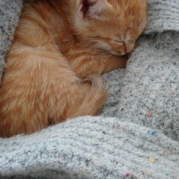 Sarman, Kedi  Tarçın fotoğrafı