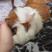 Guinea Pig, Kemirgen  Ruby fotoğrafı