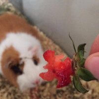 Guinea Pig, Kemirgen  Ruby fotoğrafı