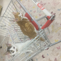 Tekir Kedi, Kedi  Kömür fotoğrafı