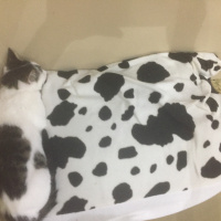 Tekir Kedi, Kedi  Kömür fotoğrafı