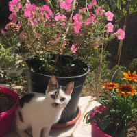 Tekir Kedi, Kedi  Kömür fotoğrafı