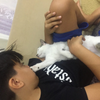 Tekir Kedi, Kedi  Kömür fotoğrafı