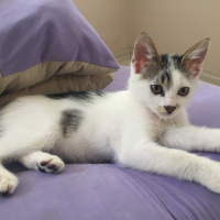 Tekir Kedi, Kedi  Kömür fotoğrafı