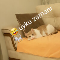 Tekir Kedi, Kedi  Sushi fotoğrafı