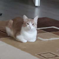 Tekir Kedi, Kedi  Sushi fotoğrafı