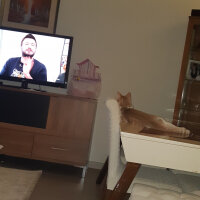 Tekir Kedi, Kedi  Sushi fotoğrafı