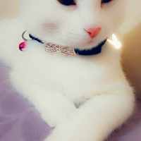 Tekir Kedi, Kedi  Sürmeli fotoğrafı