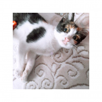 American Wirehair, Kedi  Fasulye fotoğrafı