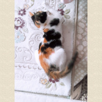 American Wirehair, Kedi  Fasulye fotoğrafı