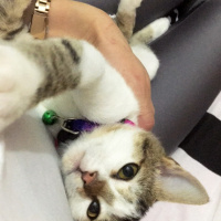 Manx, Kedi  Şanslı fotoğrafı