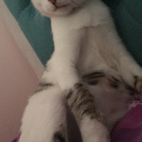 Manx, Kedi  Şanslı fotoğrafı