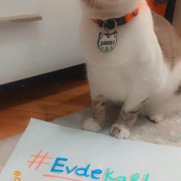 Manx, Kedi  Şanslı fotoğrafı