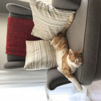 Sarman, Kedi  Mısır fotoğrafı