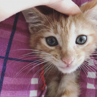 Sarman, Kedi  Mia fotoğrafı