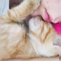 Sarman, Kedi  Mia fotoğrafı