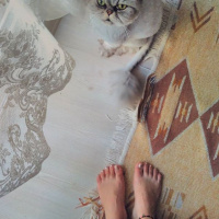 İran Kedisi (Persian), Kedi  Bernard fotoğrafı