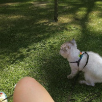 İran Kedisi (Persian), Kedi  Bernard fotoğrafı