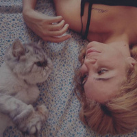 İran Kedisi (Persian), Kedi  Bernard fotoğrafı